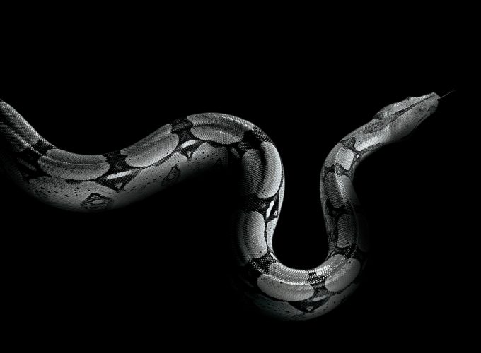 Wallpaper Python, snake, Animals 2739815761